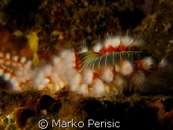 Bearded Fire Worm (hermodice carunculata) by Marko Perisic 